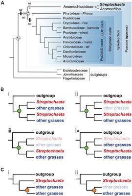 The Streptochaeta Genome and the Evolution of the Grasses